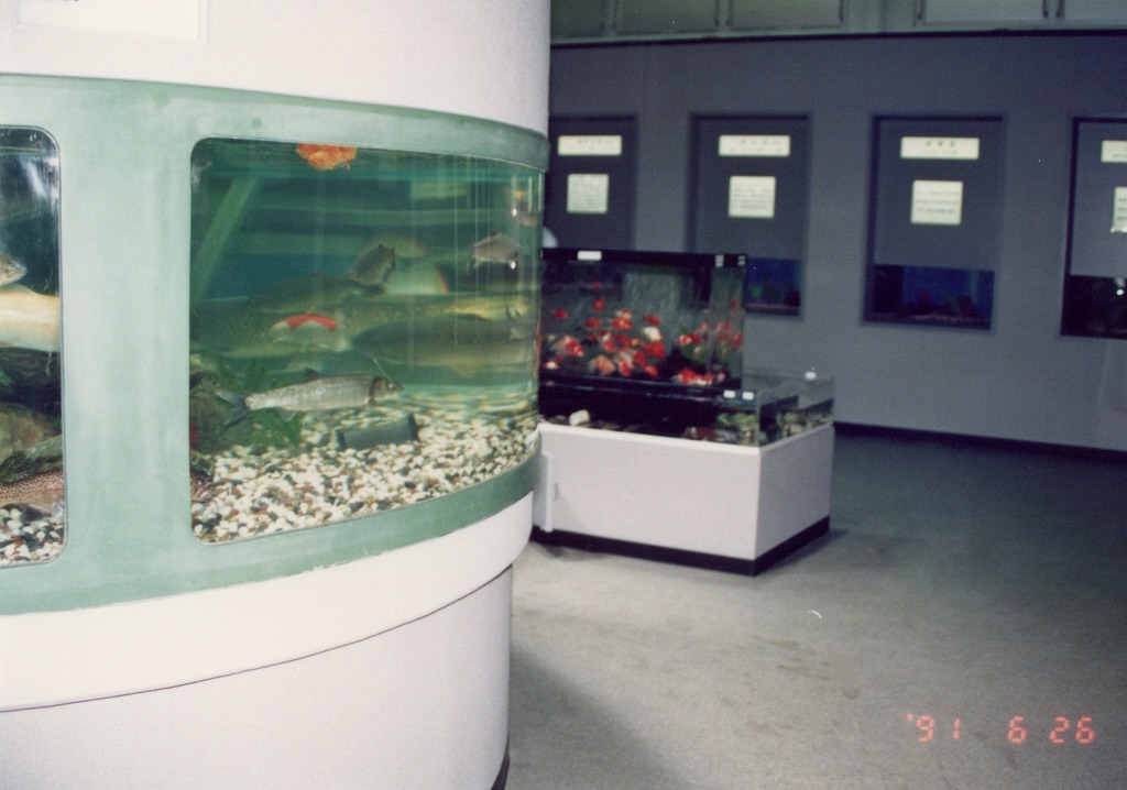 宮崎県 須木村役場 淡水魚水族館