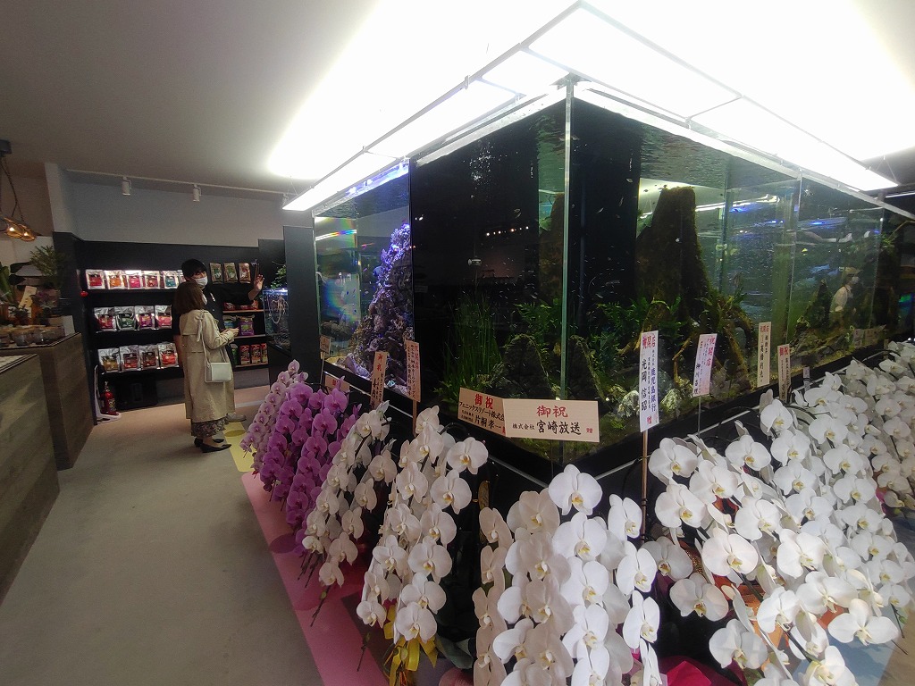 鑑賞用水槽